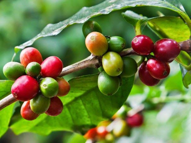 cultivo de cafe organico